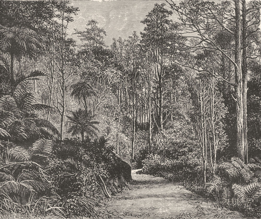 AUSTRALIA. A road through an Australian Forest 1886 old antique print picture